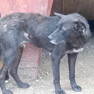 Marius hätte gerne ein Zuhause für immer Bild 2