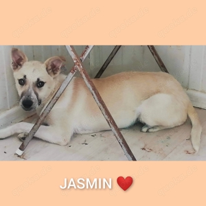 Jasmin - soll sie deine Begleiterin sein? Bild 5