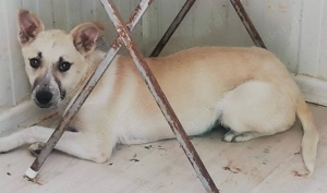 Jasmin - soll sie deine Begleiterin sein? Bild 6