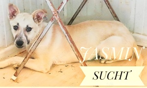 Jasmin - soll sie deine Begleiterin sein? Bild 7