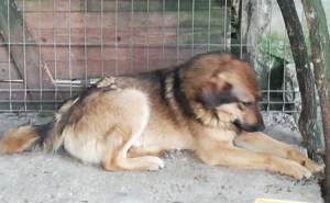 Klausi - schenkst du ihm ein richtiges Zuhause? Bild 4