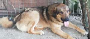 Klausi - schenkst du ihm ein richtiges Zuhause? Bild 2