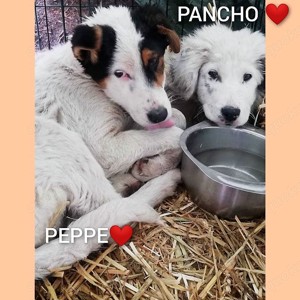 Peppe - bekommt er bei dir ein richtiges Zuhause? Bild 6