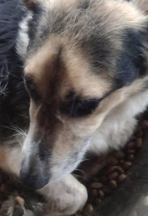 Melcom - freundlicher Rüde sucht dich Bild 2