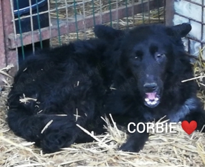 Corby - wer gibt ihm ein richtiges Zuhause? Bild 2