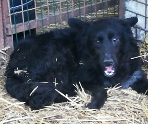 Corby - wer gibt ihm ein richtiges Zuhause? Bild 3