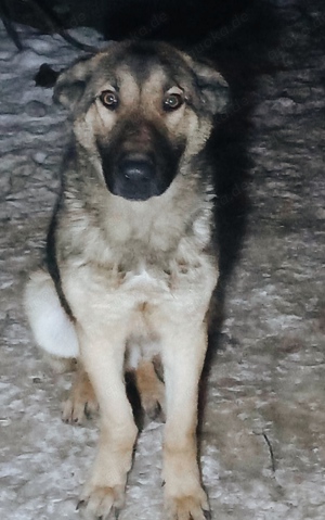 Georgie braucht ein richtiges Zuhause Bild 3