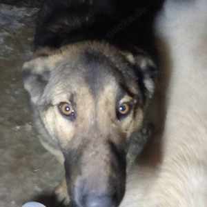 Georgie braucht ein richtiges Zuhause Bild 6