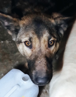 Georgie braucht ein richtiges Zuhause Bild 5