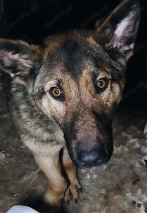 Georgie braucht ein richtiges Zuhause Bild 4