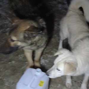 Georgie braucht ein richtiges Zuhause Bild 7