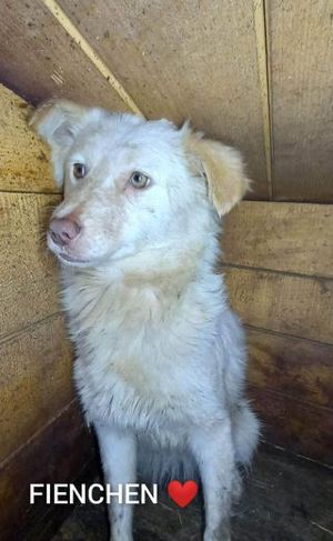 Fienchen sucht ein liebevolles Zuhause