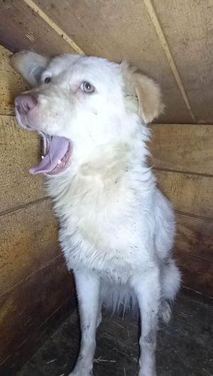 SOS - Fienchen sucht ein liebevolles Zuhause