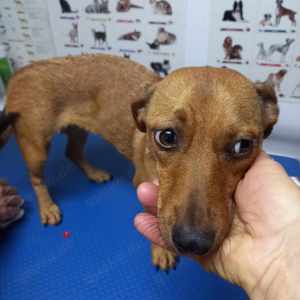 Leonie sucht ein liebevolles Zuhause für immer Bild 2