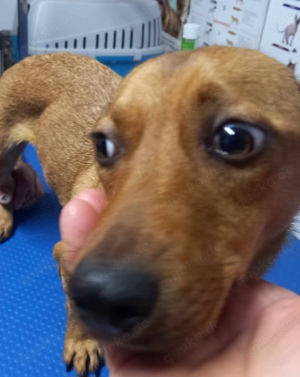 Leonie sucht ein liebevolles Zuhause für immer Bild 5