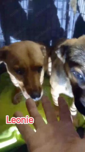 Leonie sucht ein liebevolles Zuhause für immer Bild 4