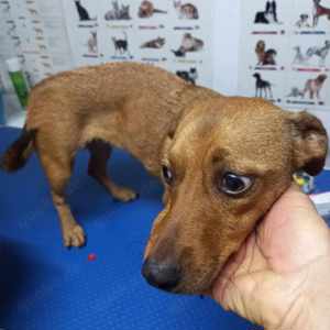 Leonie sucht ein liebevolles Zuhause für immer Bild 6