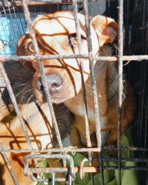 Leonie sucht ein liebevolles Zuhause für immer Bild 3