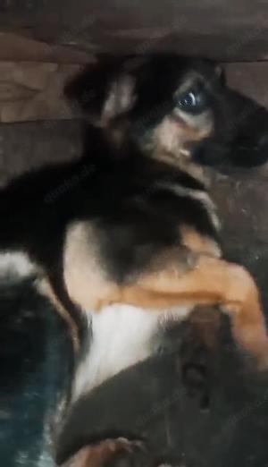 Puka braucht ein liebevolles Zuhause Bild 5