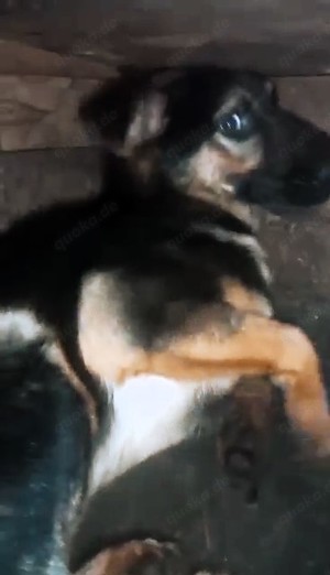 Puka braucht ein liebevolles Zuhause Bild 4