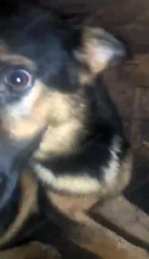 Puka braucht ein liebevolles Zuhause Bild 2