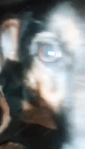 Puka braucht ein liebevolles Zuhause Bild 3