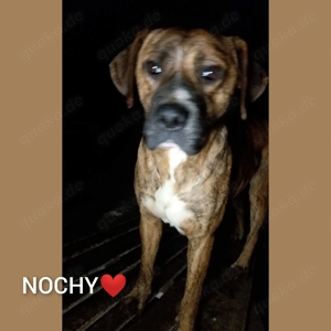 Nochy - wer schenkt ihm ein Zuhause für immer? Bild 3