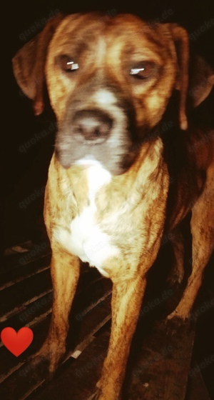 Nochy - wer schenkt ihm ein Zuhause für immer? Bild 2