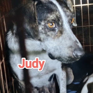 Judy braucht ein Zuhause für immer