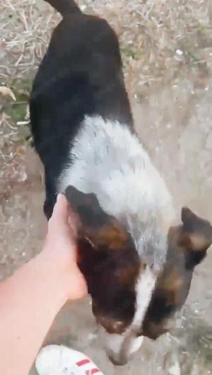 Judy braucht ein Zuhause für immer Bild 5