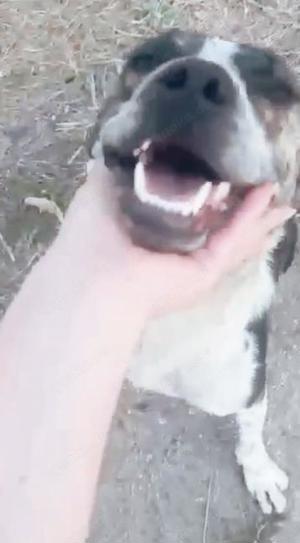 Judy braucht ein Zuhause für immer Bild 6