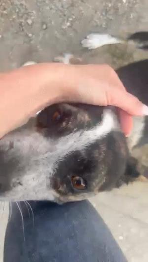 Judy braucht ein Zuhause für immer Bild 7