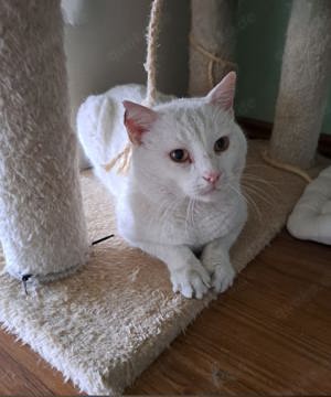 FIV positiver Eisbär San sucht sein Für-immer Zuhause