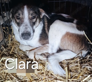 Clara - schenkst du ihr ein Zuhause für immer?