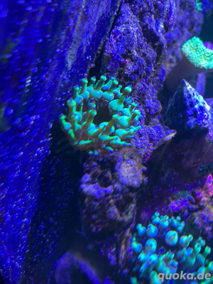 Entacmaea grüne Minianemone