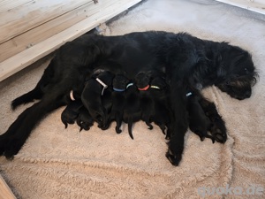 Bezaubernde Labradoodel F1b  Welpen suchen ein liebevolles Zuhause