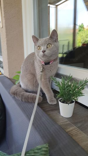 Britische Kurzhaar Katze 