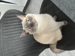 BKH Blue Point Katze