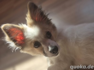 spitz mischling 