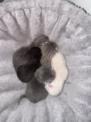 BKH reinrassige kitten
