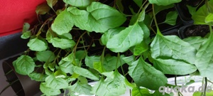 Auberginepflanzen Bio zuverkaufen 