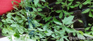 Tomatenpflanzen Bio VERSAND MÖGLICH 