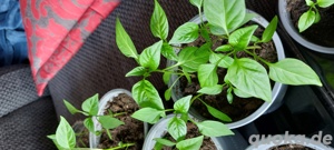 Chili und  Jalapeno Bio VERSAND MÖGLICH 