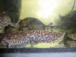 Gruppe Ambystoma andersoni Querzahnmolche Bild 3