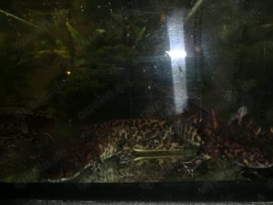 Gruppe Ambystoma andersoni Querzahnmolche Bild 2