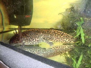 Gruppe Ambystoma andersoni Querzahnmolche Bild 7
