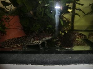 Gruppe Ambystoma andersoni Querzahnmolche Bild 8