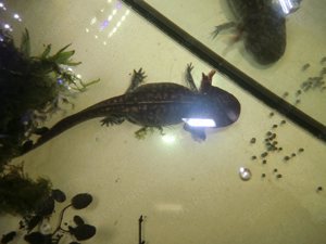 Gruppe Ambystoma andersoni Querzahnmolche Bild 9
