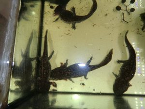 Gruppe Ambystoma andersoni Querzahnmolche Bild 5