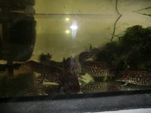 Gruppe Ambystoma andersoni Querzahnmolche Bild 4